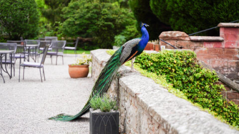Peacock3